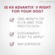 flea-ticks-k9-advantix-5