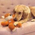Kong Wild Knots Fox Dog Toy NKR14_LIFE_1