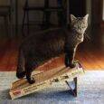 Kong Naturals Pop-Up Incline Scratcher for Cats S11_LIFE_1