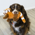 Kong Scampers Red Panda Dog Toy SCP22_LIFE_1