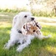 Kong Toughz Pup Dog Toy Medium big_03950589@3