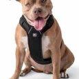 GF Pet Travel Harness Black Xlarge Dog 1pc 1830-43161190