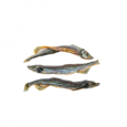 This & That Sydney’s Harbour Cole Harbour Capelin Whole Fish for Dogs 71g big_25118502@1