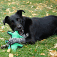 Kong Ballistic Alligator Medium-Large Dog Toy big_03950305@2