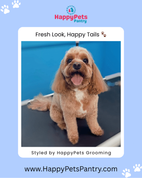 HappyPets Grooming-dog-grooming-picture