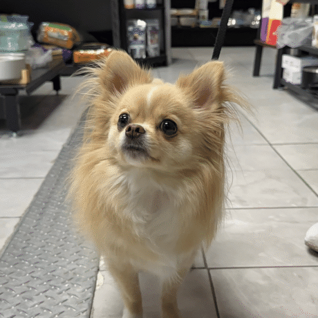 HappyPets-Pantry-Toronto (5)