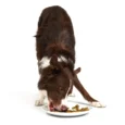 chunky-chicken-dog-crunchy-style-smack-pet-food-487018_1680x