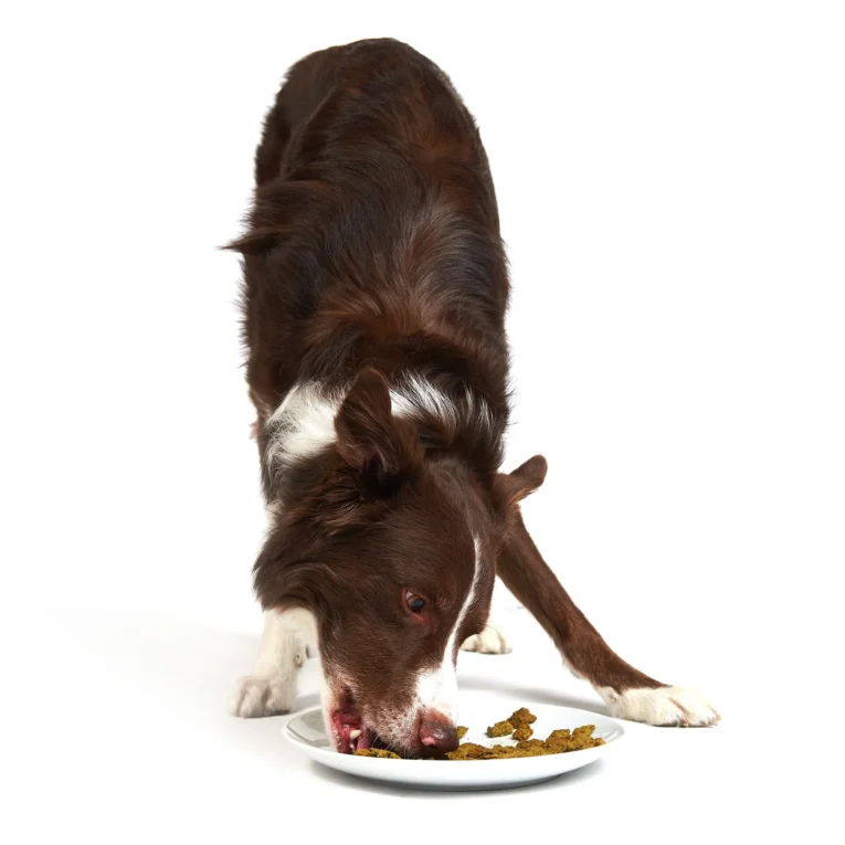 chunky-chicken-dog-crunchy-style-smack-pet-food-487018_1680x