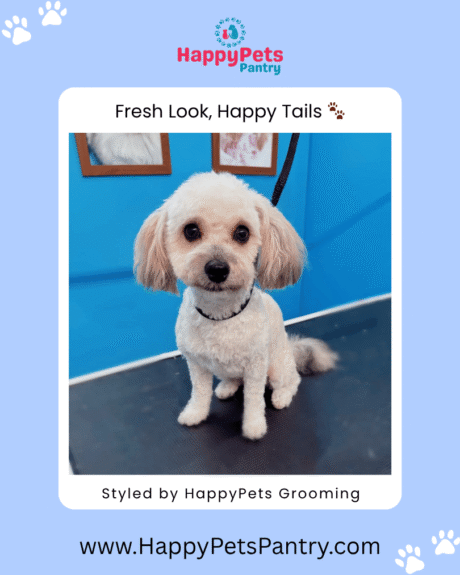 happy-pets-pantry-grooming-pictures-toronto (4)