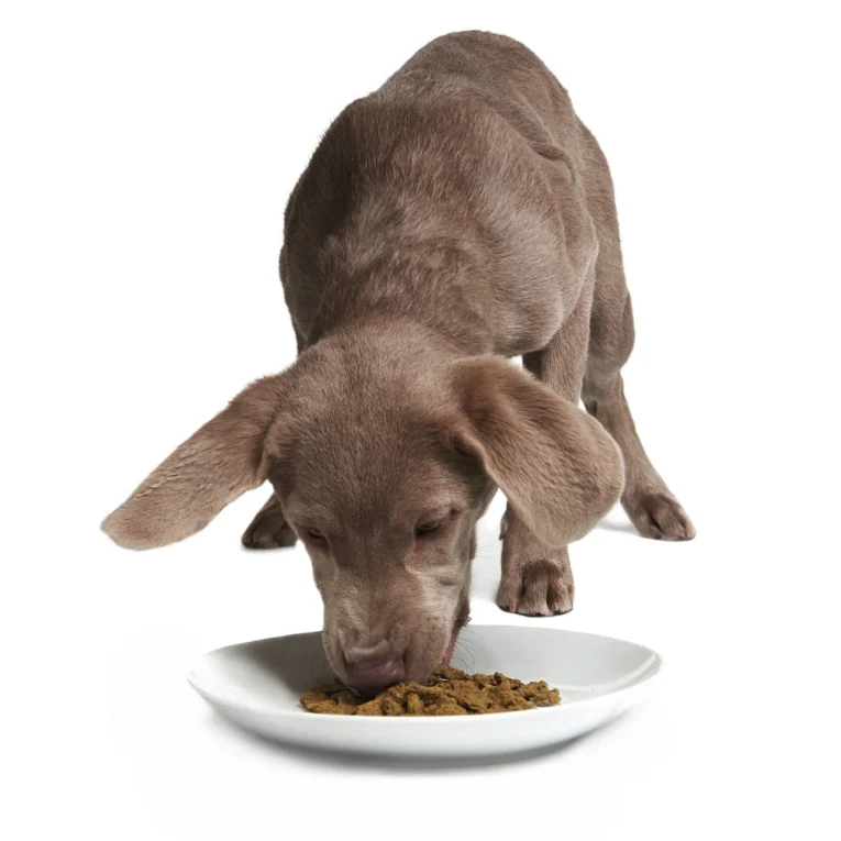 rockin-rockfish-dog-crunchy-style-smack-pet-food-568359_1680x