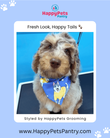 happy-pets-grooming-dog-grooming-toronto (1)