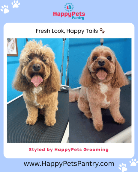 happy-pets-grooming-dog-grooming-toronto (2)