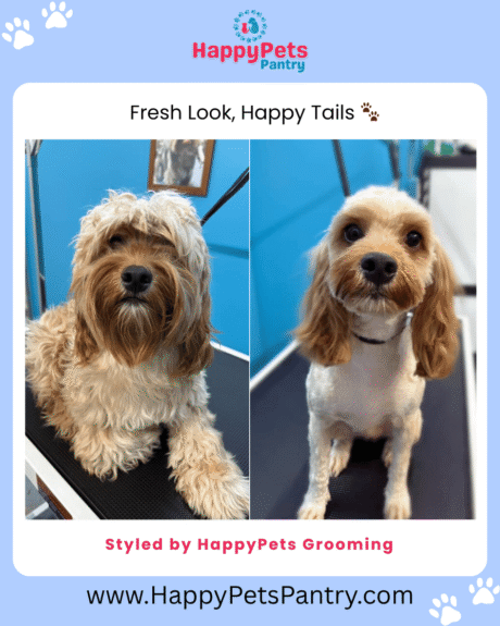 happy-pets-grooming-dog-grooming-toronto (3)