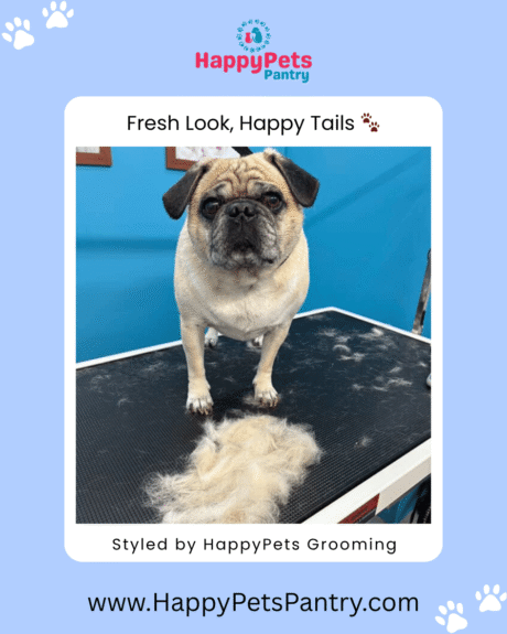 happy-pets-grooming-dog-grooming-toronto (5)