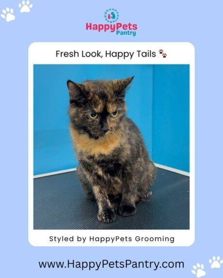 HappyPets Grooming - dog grooming pictures toronto groomer - 44