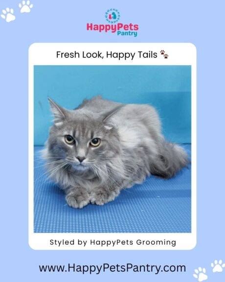 happy-pets-pantry-dog-and-cat-grooming-in-toronto (1)
