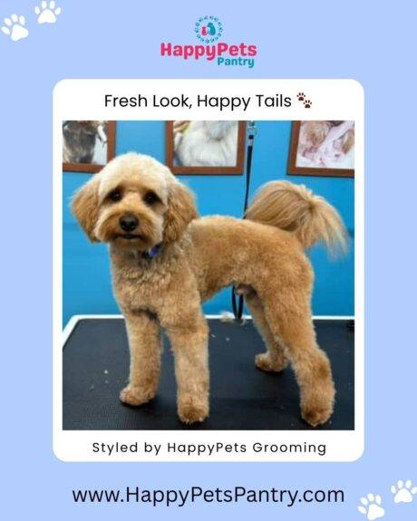 happy-pets-pantry-dog-and-cat-grooming-in-toronto (3)