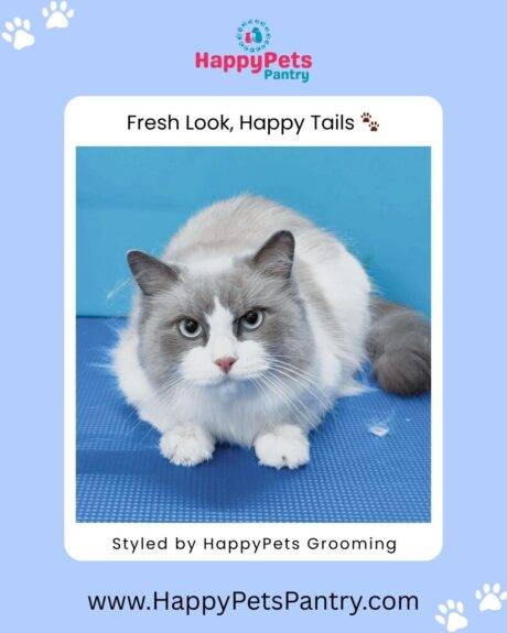 happy-pets-pantry-dog-and-cat-grooming-in-toronto (5)